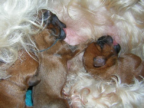 Welpen Wheaten Dragons