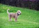 Faye im Alter von 16 Wochen