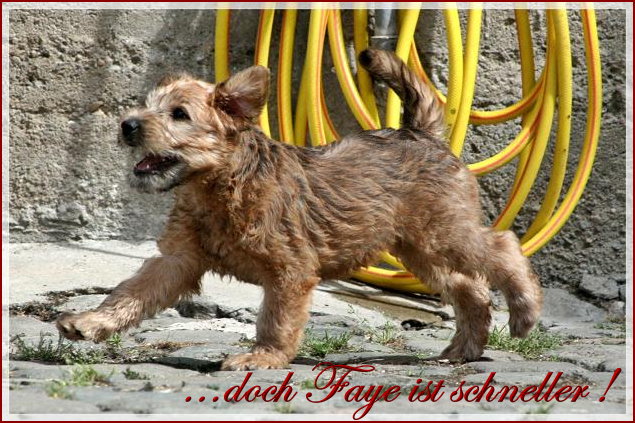 ...doch Faye ist schneller!