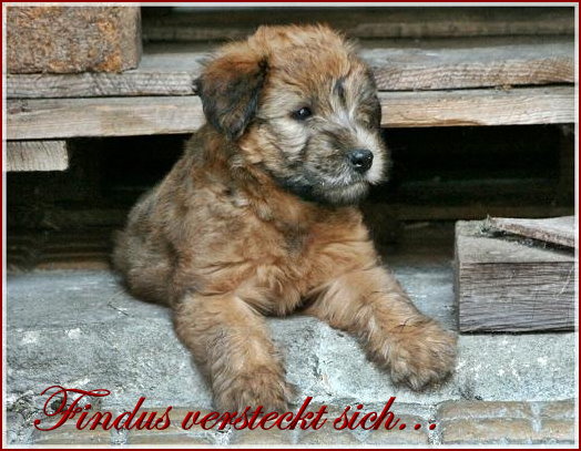 Findus versteckt sich...