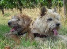 Findus und der Cairn Terrier Friedel...