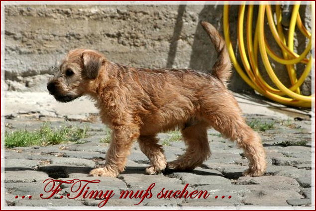 ...und F.Timy muss suchen,...